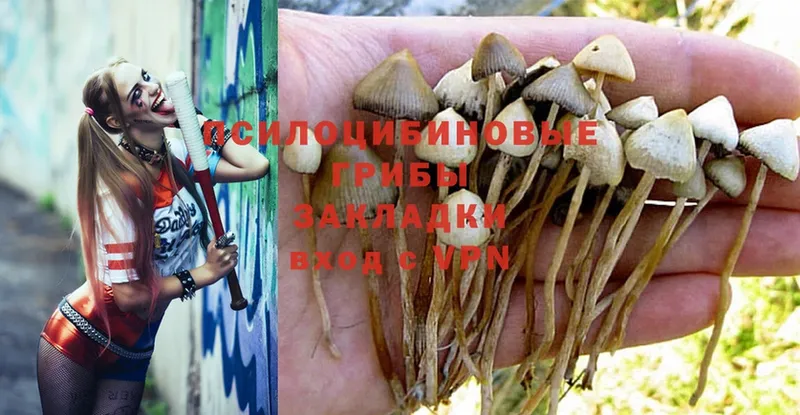 kraken онион  Белокуриха  Галлюциногенные грибы Psilocybine cubensis 